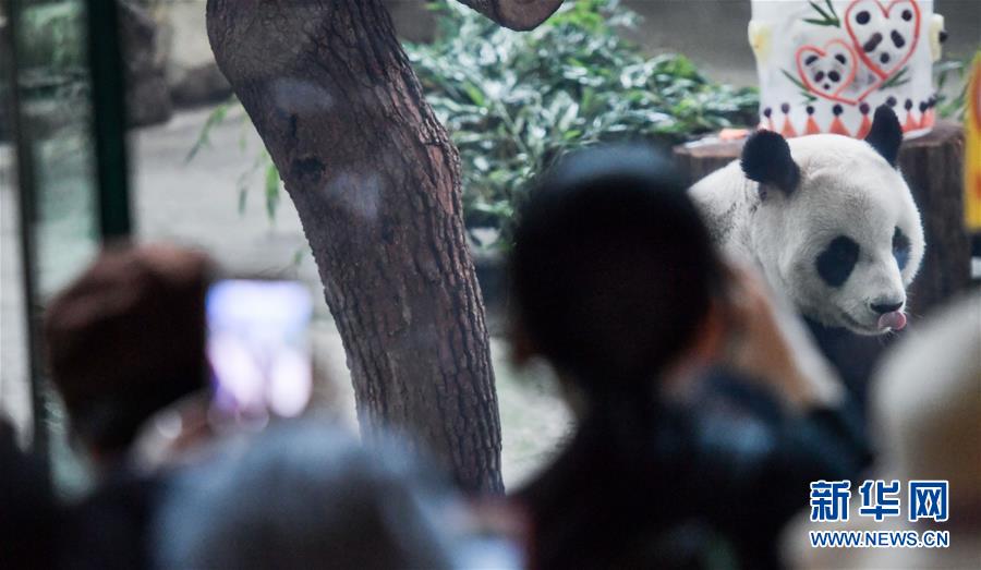 （社會）（5）大陸贈臺大熊貓“團(tuán)團(tuán)”“圓圓”歡度14歲生日